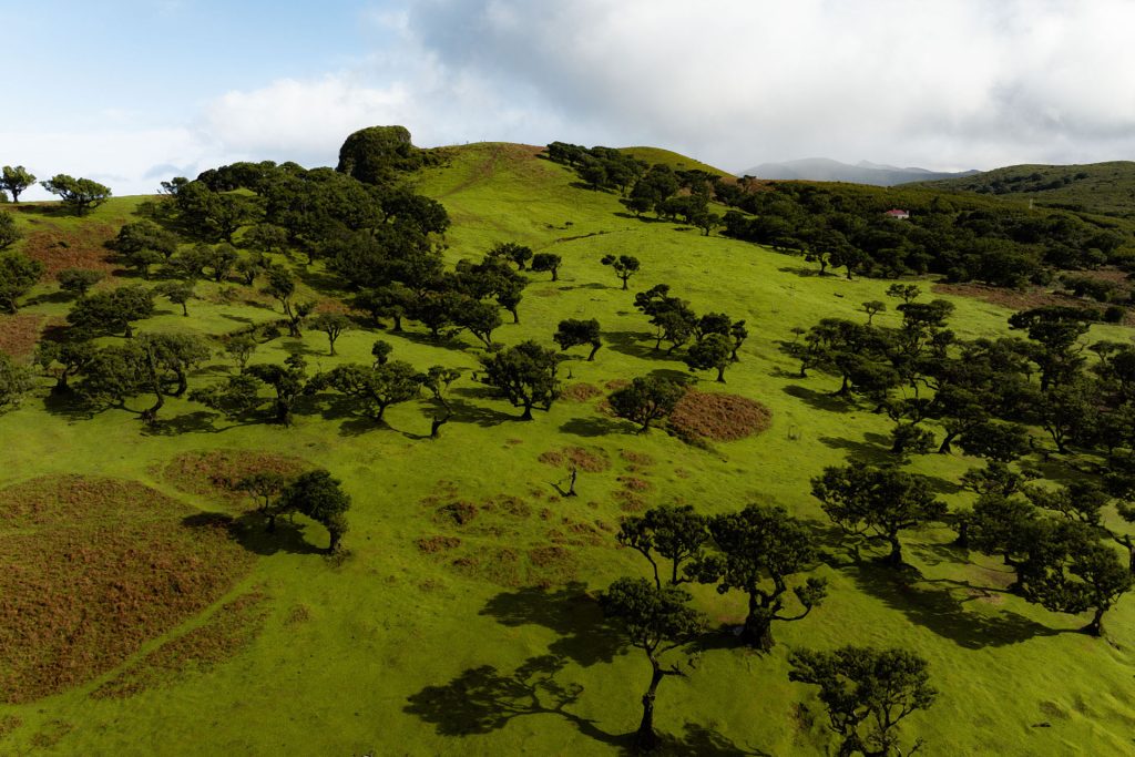 Ancient Laurissilva forest in Madeira, a UNESCO World Heritage sit.
