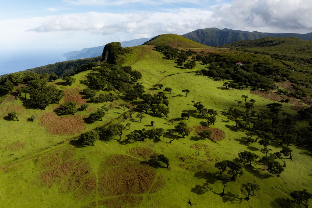Ancient Laurissilva forest in Madeira, a UNESCO World Heritage sit.