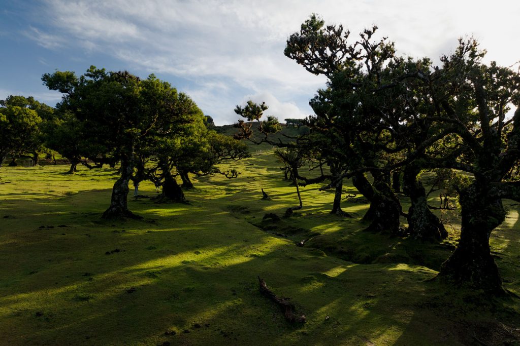 Ancient Laurissilva forest in Madeira, a UNESCO World Heritage sit.