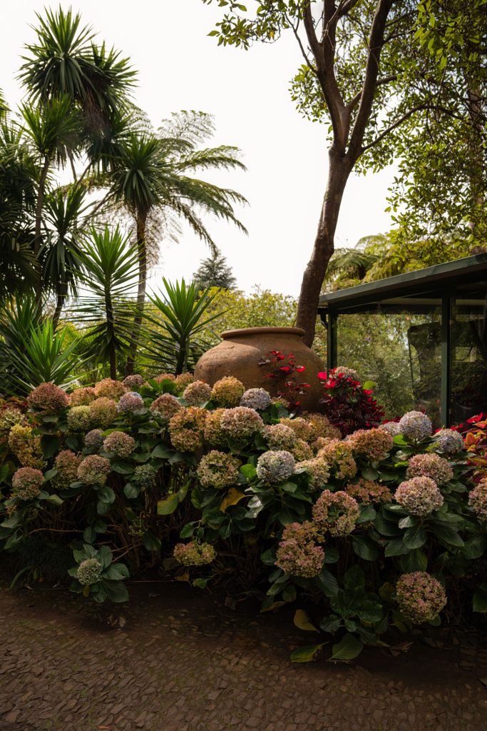 Exotic botanical gardens in Funchal, Madeira.